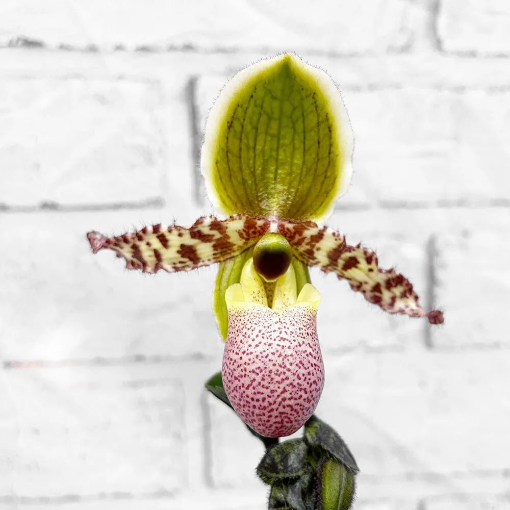 20 - 30cm Paphiopedilum Pinocchio Hybrid Orchid 12cm Pot House Plant