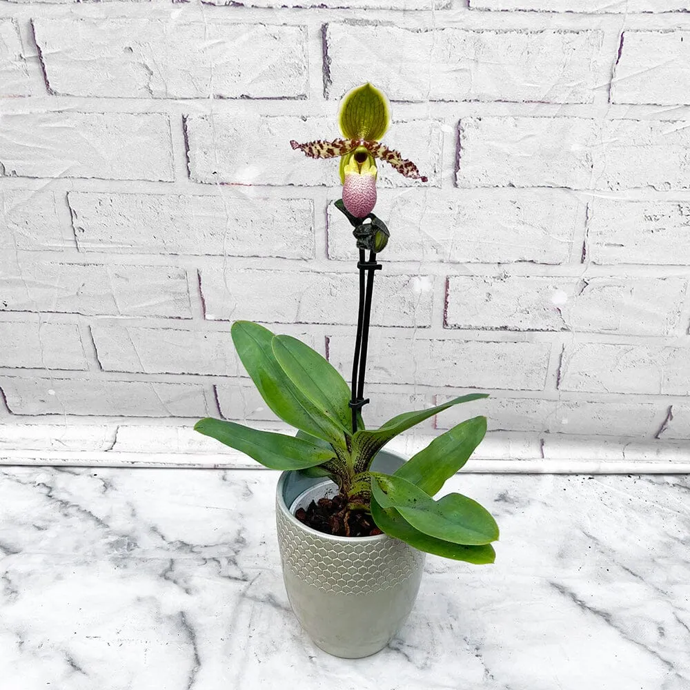 20 - 30cm Paphiopedilum Pinocchio Hybrid Orchid 12cm Pot House Plant