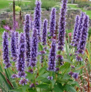 Agastache 'Black Adder' 1qt