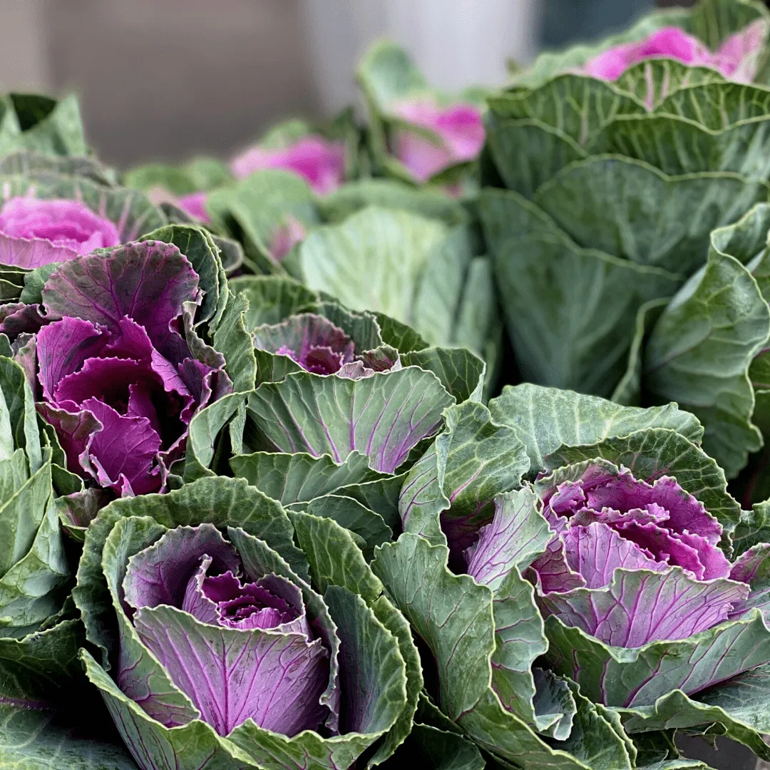 Cabbage Deadon Coated Seeds | West Coast Seeds