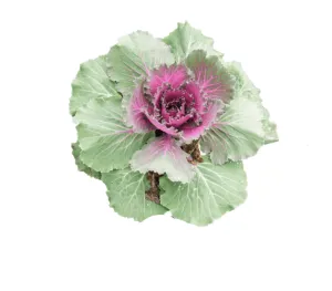 Cabbage Deadon Coated Seeds | West Coast Seeds