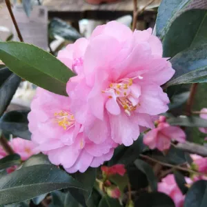 Camellia Spring Festival (cuspidata hybrid)