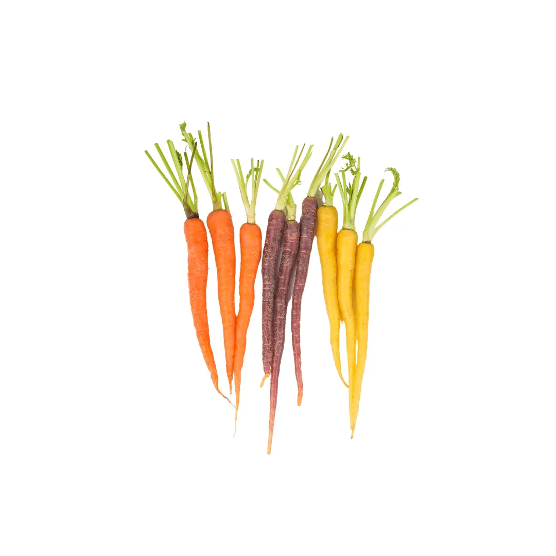 Carrot Rainbow Blend Seeds | West Coast Seeds