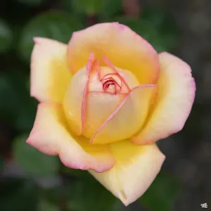 Centennial Star&#174; Rose