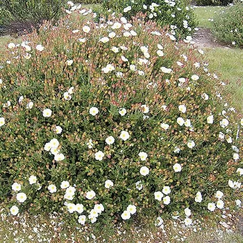 Cistus x obtusifolius