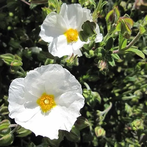 Cistus x obtusifolius