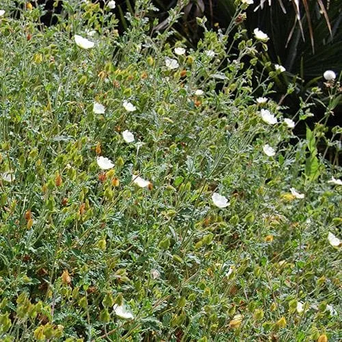 Cistus x obtusifolius