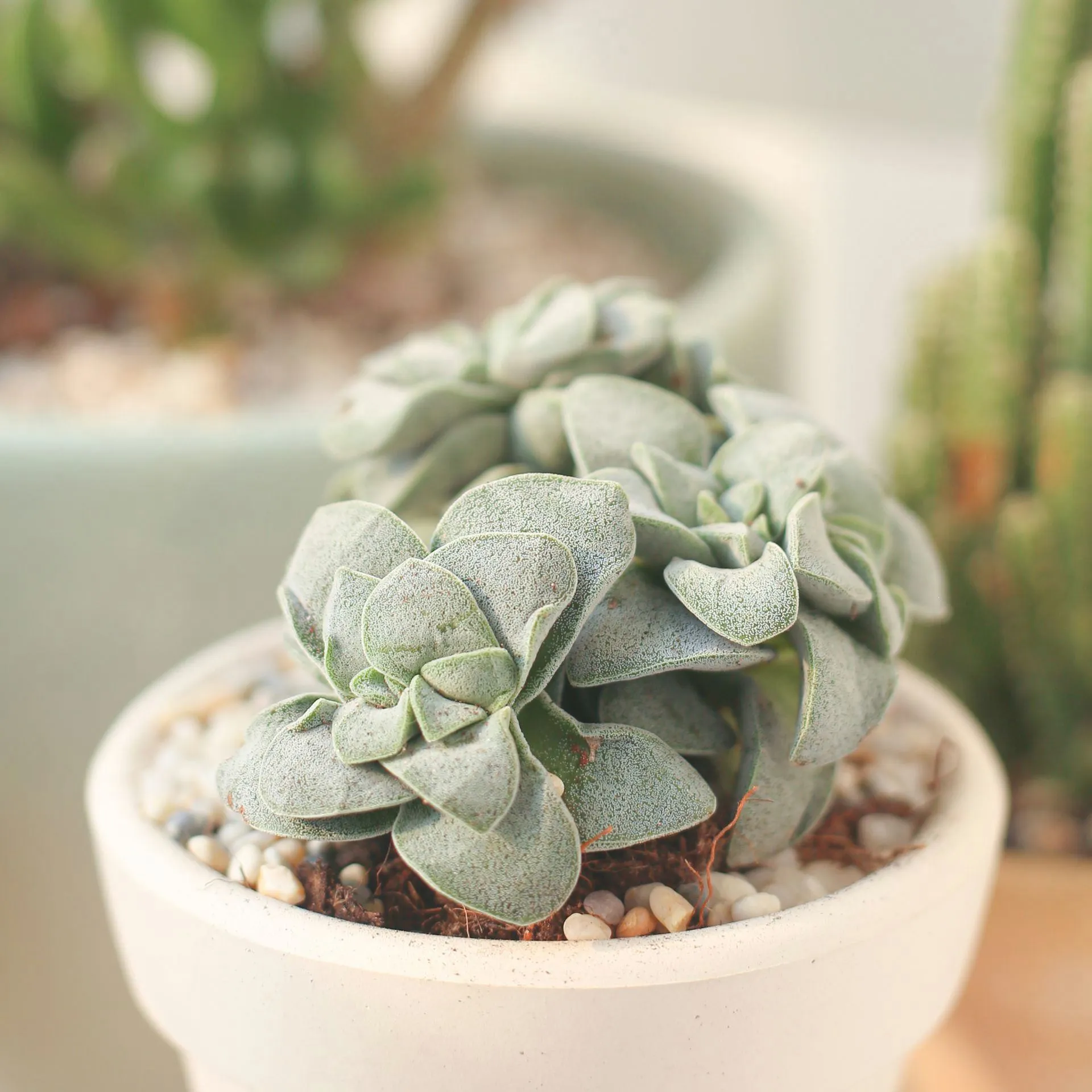 Crassula Morgan hybrid w. Silver Springtime