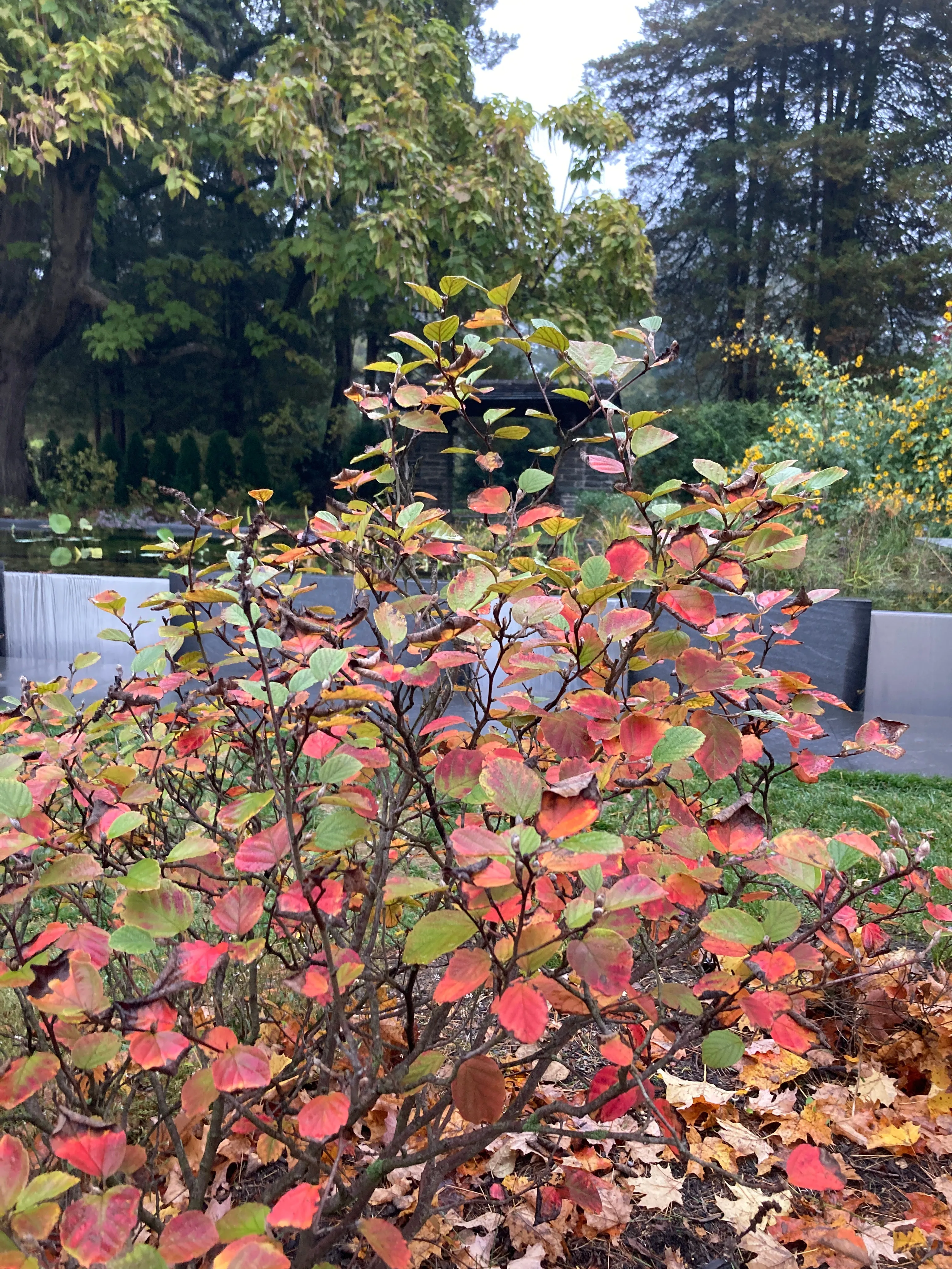 Hybrid Witch Alder - Fothergilla x intermedia 'Blue Shadow'