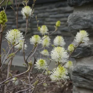 Hybrid Witch Alder - Fothergilla x intermedia 'Blue Shadow'