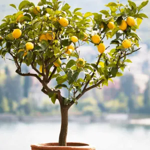 Improved Meyer Lemon Tree