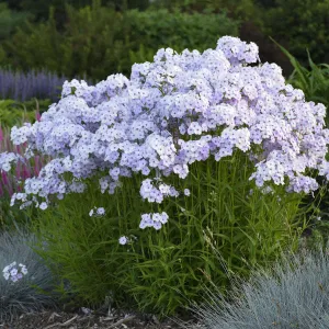 Phlox: 'Fashionably Early Lavender Ice Garden' - 1 Gal (Jf)